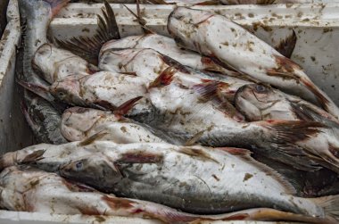 Kutusunda farklı balık.