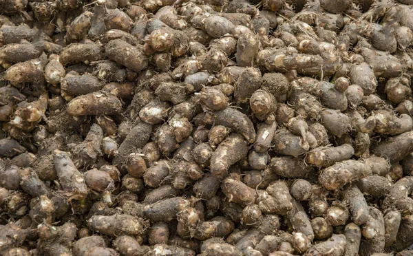 Colocasia Satılık