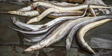 Yılan balığı Satılık