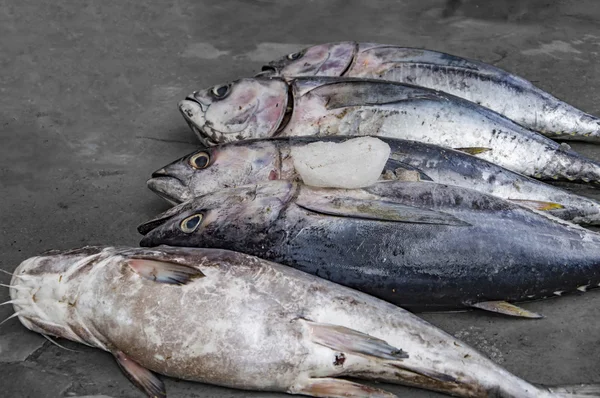 Paar tonijn uitverkoop — Stockfoto