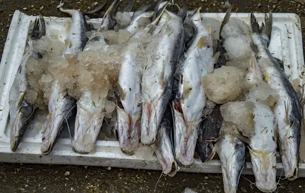 Tote Fische im Verkauf — Stockfoto