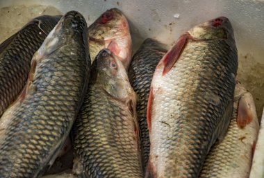 Kutusunda Rohu balık