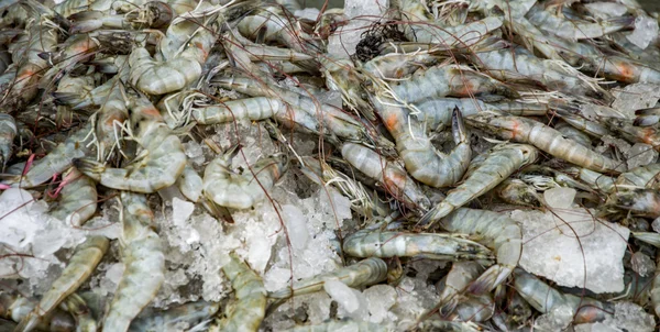 Langostinos conservados con hielo — Foto de Stock