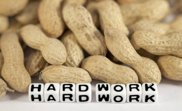 Trabalho duro com amendoins — Fotografia de Stock