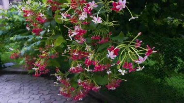 Yeşil ağaçtaki kırmızı ve beyaz güzel çiçekler rüzgarla sallanarak canlı bir manzara yaratır. Renkler ve hareketler dışarıdaki ortama tazelik verir..