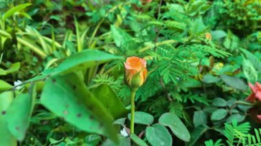 Bahçe rüzgarında sallanan turuncu bir gül tomurcuğu, diğer bitkiler ve çiçekler arka planda usulca görünür..