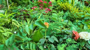 İleri ve geri hareket turuncu bir gül tomurcuğunun diğer bitkilerle birlikte bahçede sallandığını gösteriyor..