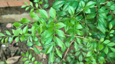 Bitkilerin yeşil yaprakları rüzgarda hafifçe sallanarak doğal ve rahatlatıcı bir açık hava manzarası yaratıyor..