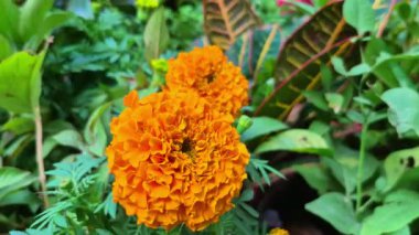 Yakından, doğal katmanlar ve çiçek detaylarını gösteren, arkasında birkaç yeşil bitki bulunan kadife çiçekleri ve tomurcukları yakalar..