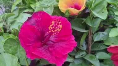 Kapanışta bitkinin üzerinde açan egzotik kırmızı çiçeğe odaklanır. Detaylı taç yaprakları ve tazeliği gösterir..