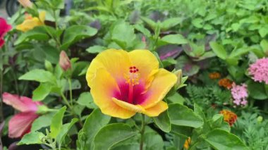 Bir kreşteki sarı Hibiscus Rosa-Sinensis bitkisinin yakın görüntüsü arka planda yürüyen insanların olay yerine derinlik katıyor..