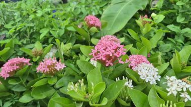 Karışık renkli çiçekli ev bitkileri, sergilenmekte olan çeşitli yaprakları ve çiçekleri gösteren bir fidanlıkta satışta..