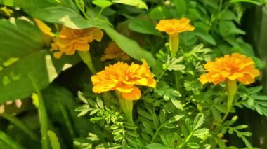 Küçük sarı kadife çiçekleri, yoğun yapraklar ve yoğun yeşilliklerle dolu bir fidanlıkta satışta..