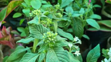 Bir fidanlıkta sergilenen yeşil çiçekli bitkiler gün ışığında taze yapraklar ve ince tomurcuklar..