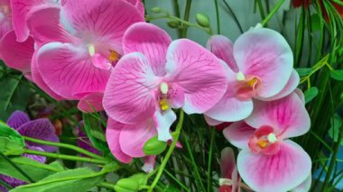 Parlak renkli sahte orkideler bir dükkanda satışta, canlı gibi yapraklar ve düzenlenmiş saplar sergileniyor..