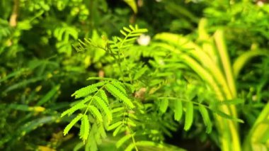 Yeşil Shami bitkisi diğer bitkiler arasında satışa sunuluyor, küçük yapraklar ve doğal yeşil renkler gösteriliyor.