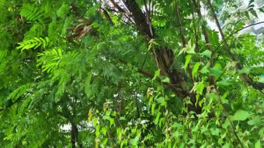 Yakından bakınca kuru fasulye, yaprak ve dalların rüzgarda hafifçe hareket ettiğini görüyoruz..