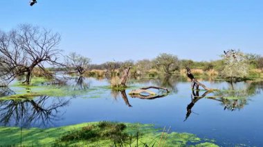 Aynaya benzer su, yüzen bitki örtüsüyle çevrili ağaçlar ve çimenlik adacıkları yansıtır. Işık ve uzay, açık sulak arazi manzarasını tanımlar. Keoladeo Kuş Sığınağı, Ulusal Park, Bharatpur.
