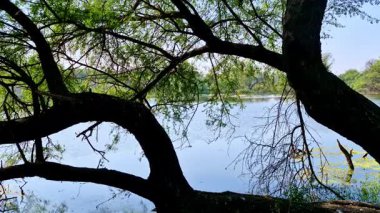 Kemerli dallar ve yapraklı gölgeler durgun suyu seyrek bitki örtüsüyle gölgeliyor. Orman kıyıları yüzeyin ötesinde görünür. Keoladeo Kuş Sığınağı, Ulusal Park, Bharatpur.