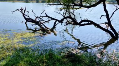Dalgalanan bir dal, yosun ve çimenlerin kenarındaki dalgalanan suyun üzerine uzanır. Yansımalar ve doku sahneyi şekillendirir. Keoladeo Kuş Sığınağı, Ulusal Park, Bharatpur.