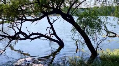 Birbirine karışan gövdeler algler ve gölgeli çimen kenarlarıyla dalgalı suya doğru uzanıyor. Derinlik katmanları göl kenarını belirler. Keoladeo Kuş Sığınağı, Ulusal Park, Bharatpur.