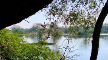 Karanlık ağaç gövdeleri ve yapraklı dallar uzak bir ağaca tünemiş su kuşlarıyla gölgeli bir göl manzarası oluşturuyor. Sakin su, Keoladeo Kuş Sığınağı, Bharatpur 'daki yemyeşil sulak arazi bitkisini yansıtır..