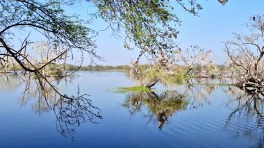 Asılı dallar, yansıtıcı sudan yükselen solgun ağaçları ve dağınık kuşları çerçeveler. Pürüzsüz dalgalar göl boyunca ilerler. Keoladeo Kuş Sığınağı, Ulusal Park, Bharatpur.