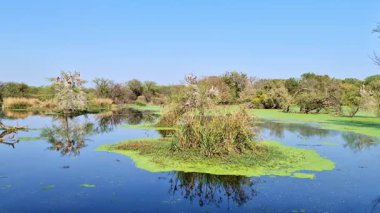 Yeşil yosunlar ve hala yansıtıcı su ile çevrili küçük çimenli bir ada kuş dolu yapraksız ağaçlar, yoğun sazlıklar ve açık mavi gökyüzü altında katmanlı orman bitkisi Keoladeo Kuş Sığınağı, Bharatpur 'da.