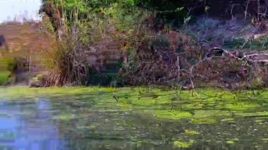 Canlı, güneşli sulak arazi sahnesinde, Bharatpur 'daki Keoladeo Ulusal Parkı' nda açık bir gökyüzünün altında uzun, altın-kahverengi bataklık otlarıyla çevrili açık mavi bir havuz yer alıyor..