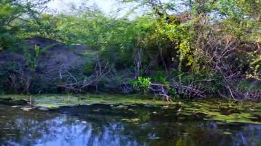 Yoğun çalılar ve genç fidanlarla dolu yemyeşil toprak seti koyu, yavaş akan bir dereye bakıyor, Keoloadeo Ulusal Parkı, Bharatpur kıyısında ince bir katman yüzen bitki örtüsüyle kaplı..