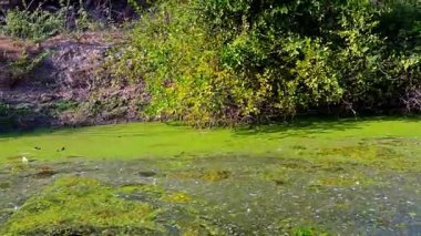 Bataklık kıyısında, Bharatpur 'daki Keoloadeo Ulusal Parkı' nda, düşen tüyler ve organik döküntülerle dolu kalın yosunlarla kaplı bir havuzdan yükselen uzun bir saz yığını görülüyor..