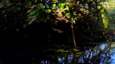 Kadam ve Babul ağaçlarından oluşan sık bir çalılık, Bharatpur 'daki Keoloadeo Ulusal Parkı' ndaki UNESCO Dünya Mirası sahasındaki Gana veya kalın orman karakterini gösteren dolambaçlı bir bataklık yolu üzerinde duruyor..