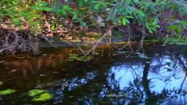 Gökyüzünün derin mavi yansımaları ve sarkık dallar, Bharatpur 'daki Keoloadeo Ulusal Parkı' nda dağınık su yosunlarıyla dolu karanlık bir göletin dalgalı yüzeyinde hareket eder..