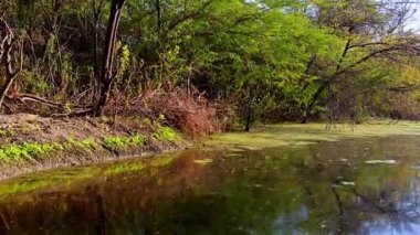 Koyu ve cılız dallardan oluşan yoğun bir küme, sığ, çay renkli bataklık suyundan, parkın Keoloadeo Ulusal Parkı, Bharatpur 'daki kuş yaşamını destekleyen çeşitli su ve karasal mozaiği resmeder..
