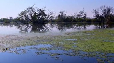 Keoladeo Kuş Sığınağı 'ndaki huzur dolu tapınak manzarası, kamışların arasında kışın yüzen su kuşlarının sürüklendiği, sular altında kalmış bataklıkları vurguluyor..