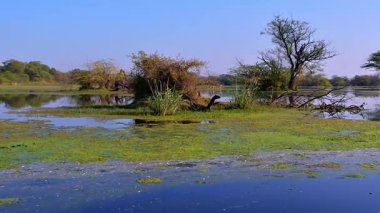 Keoladeo Kuş Sığınağı 'nın sakin, güneşli sulak arazisinde canlı yeşil alglerle kaplı sular, dağınık buruşuk ağaçlar ve ayna benzeri bir gölete yansıyan uzak kuşlar bulunur..