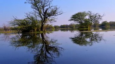 Koyu ağaç yansımaları ve Bharatpur 'daki biyolojik çeşitliliği vurgulayan yeşil yosunlarla Keoladeo Kuş Sığınağı' ndaki derin mavi gölette hafif dalgalar hareket eder..