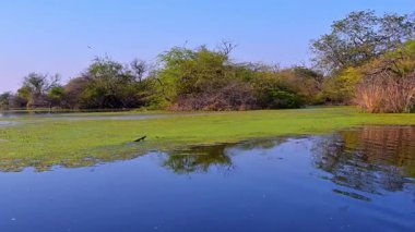 Keoladeo Kuş Sığınağı 'nın panoramik manzarası bataklıklardan yayılan yeşil yosun paspasları ve tünemiş kuşlarla sulara yansıyan iskelet ve yapraklı ağaçları ortaya çıkarıyor..