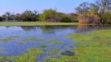 Sakin, geniş bir sulak arazi, açık gökyüzü ve yemyeşil ağaçları yansıtan, yeşil yosun ve mavi suları, Keoladeo Kuş Sığınağı, Bharatpur 'da parlak bir sabah güneşi altında.