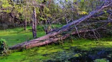 Düşmüş kütükler ve eğilmiş ağaç gövdeleri, Keoladeo Kuş Sığınağı, Bharatpur 'un bataklık arazisindeki yeşil su bitkilerinin yoğun halı benzeri bir alanına kısmen batmış durumda..
