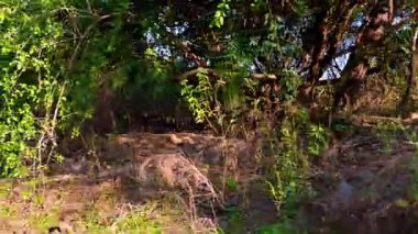 Küçük mavi bir tekne geniş, ördek otuyla kaplı bir göletin uzak kıyısında, Keoladeo Kuş Sığınağı 'nın sessiz bir bölümünde, büyük, sarkık ağaçlarla kısmen gölgelenmiş bir gölgede duruyor..