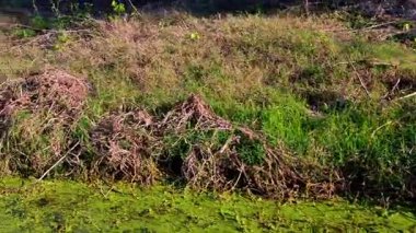 Güneş ışığı, akasya ve diğer yerel ağaçların arasından Keoladeo Kuş Sığınağı 'nın zengin bataklıklarına bakan kuru, çimenli bir setin üzerine süzülür..