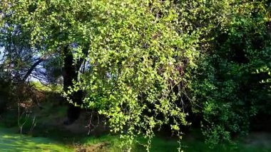 Keoladeo Kuş Sığınağı 'ndaki sakin bir manzara, Bharatpur' da yemyeşil ağaçlar ve yoğun yapraklarla çevrili güneşli, yosunlu yeşil bir gölet gösteriyor..