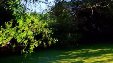 İnce, yapraksız dallar Keoladeo Kuş Sığınağı, Bharatpur 'un göbeğinde altın yeşili ağaçlar ve parlak mavi gökyüzüyle çevrili geniş, yeşil bir su yoluna batar..