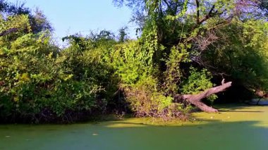 Parlak yeşil ördek yosunlarıyla kaplı canlı bir kanal, Keoladeo Kuş Sığınağı, Bharatpur 'da, suyun kenarında yoğun yapraklarla dolu, yemyeşil bir orman boyunca akar..
