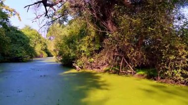 Güneş sırılsıklam olmuş, sarkık dallarda altın yeşili yapraklar, geniş bir su alanı üzerine yumuşak gölgeler bırakıyor. Keoladeo Kuş Sığınağı, Bharatpur 'da parlak yeşil bir ördek yosunuyla kaplanmış..