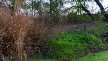 Tapınağın derinliklerinde, gölgeli bir gölgelik dallar oyuğu Keoladeo Kuş Sığınağı, Bharatpur 'da yoğun bir şekilde yüzen bitki örtüsünün üzerinde sessiz bir sığınak oluşturuyor..