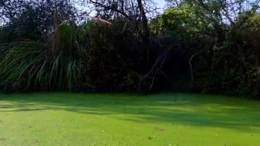 Benekli güneş ışığı filtreleri, keoladeo kuş barınağında, Bharatpur 'da kireç yeşili bitkilerle kaplı durgun bir bataklığın üzerine eğilmiş yapraklı akasya benzeri dalların arasından süzülüyor..