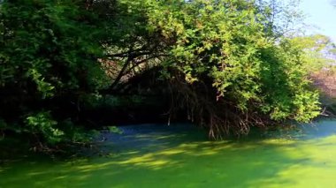 Parlak güneş, Keoladeo Kuş Sığınağı, Bharatpur 'daki bataklık açıklığının bitkilerle dolu sularını yansıtan geniş yapraklı ağaçlar ve dikenli çalıların karışımını aydınlatıyor..