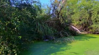 Uzun, tüylü otlar ve sık orman yaprakları Keoladeo Kuş Sığınağı, Bharatpur 'da su bitkilerinin yoğun olduğu sakin, canlı, yeşil bir su yoluna sınır çiziyor..